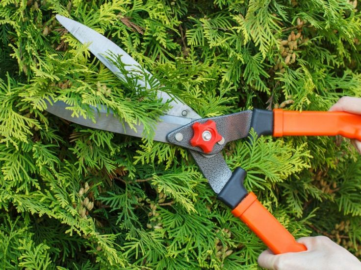Trimming and pruning service